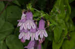 Small's beardtongue